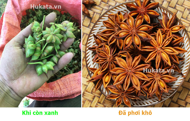 Hoa hồi là gì? Có tác dụng gì? Cách sử dụng. 1 hoa hoi