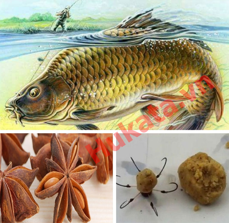 Hoa hồi là gì? Có tác dụng gì? Cách sử dụng. 2 moi cau ca chep hoa hoi